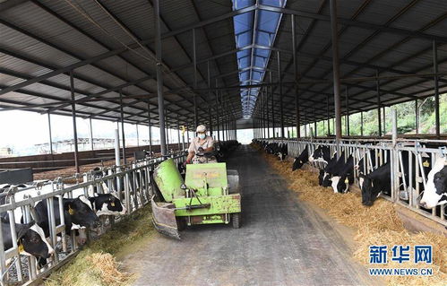 云南尋甸 奶牛養殖助農民脫貧增收